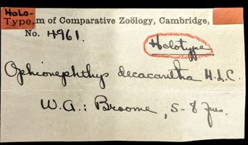Media type: image; Invertebrate Zoology OPH-4961 Aspect: labels